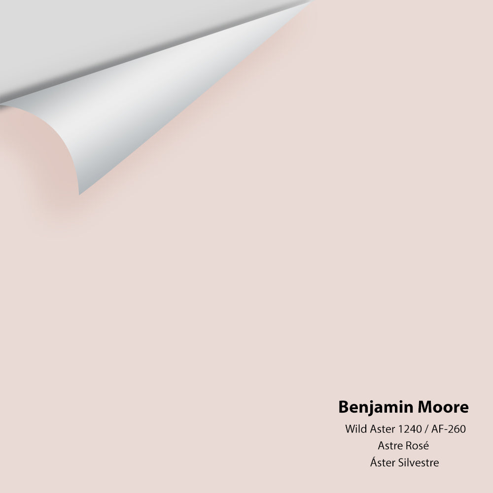 Benjamin Moore - Wild Aster 1240 Colour Sample